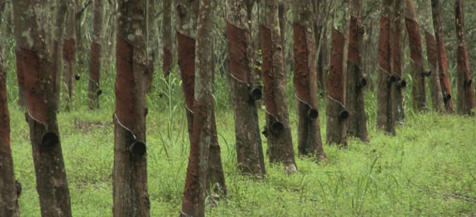 Rubber tree plantation in Thailand supplying natural latex to Maruey Rubber